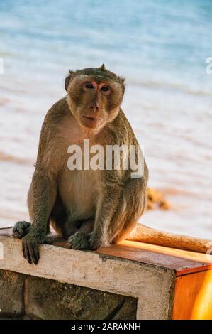 Ein Krabbenfresser Makaque (Macaca fascicularis) sitzt an einer Wand vor dem Golf von Thailand, bei Kep, Kambodscha. Stockfoto