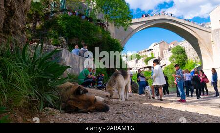 Stadthund schläft im Schatten unter der Alten Mostar-Brücke. Touristen unter und auf dem Stari Most Mostar, Bosnien und Herzegowina, April 2019. Stockfoto