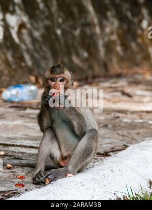 Ein junger Krabbenfresser Makaque (Macaca fascicularis) isst in Kep, Kambodscha, einen Rambutan unter dem weggeworfenen Müll. Stockfoto