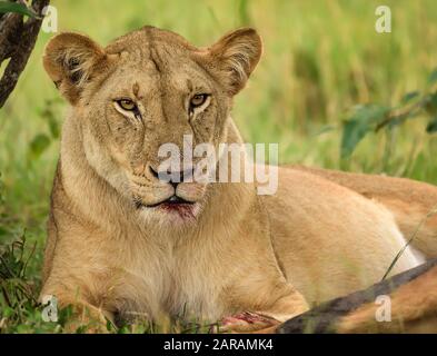 Löwin Killer starren mit Blut auf dem Mund, Maasai Mara, Kenia Stockfoto