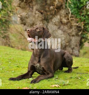 Deutscher Kurzhaariger Vorstehhund Stockfoto