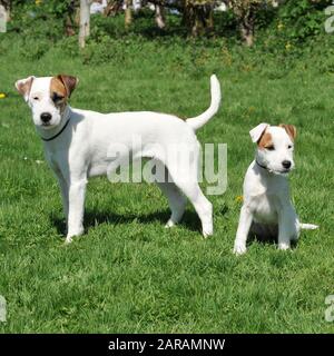 Jack russell und ihr Welpe Stockfoto