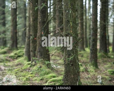 Kommerzielle Kiefern, die für das Fällen in Wald markiert sind Stockfoto