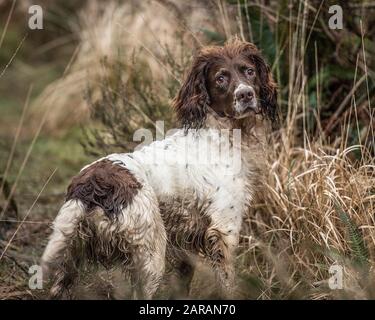 English Springer Spaniel Stockfoto