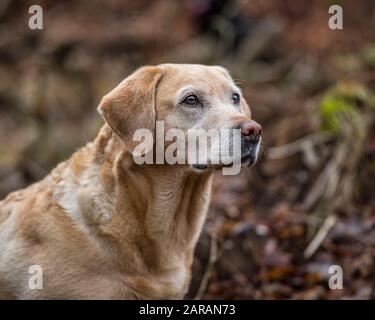 Älterer gelber Labrador Retriever Stockfoto