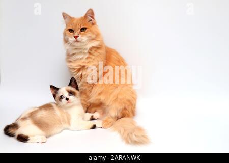 Auf weißem Grund liegt eine weiße und braune Kätzchen Britisch Kurzhair und flauschige rote Langhaarkatze. Kleine und große Katzen schauen auf die Kamera. Stockfoto