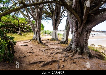 Mehrere alte Zypressenbäume auf dem GR34-Küstenweg auf der Insel Ile-Grande in der Bretagne in Frankreich. Stockfoto