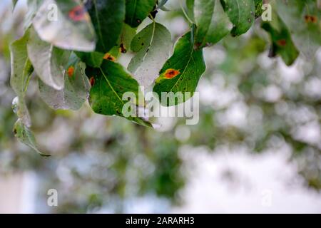 Kranke Birnblätter. Pilzerkrankung. Orangefarbene Flecken auf Birnbaum. Rost - Krankheit einer Birne. Birnenblatt mit Gymnosporangium sabae Befall. Infiziertes tre Stockfoto