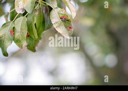 Kranke Birnblätter. Pilzerkrankung. Orangefarbene Flecken auf Birnbaum. Rost - Krankheit einer Birne. Birnenblatt mit Gymnosporangium sabae Befall. Infiziertes tre Stockfoto