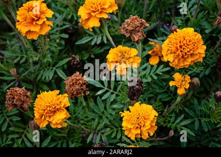 Viele gelbe Blumen Tagetes Patula blühen. Die Blume Tagetes patula im Garten. Marigalte Tagetes Patula Blumen. Natürlicher Blumenhintergrund. Stockfoto