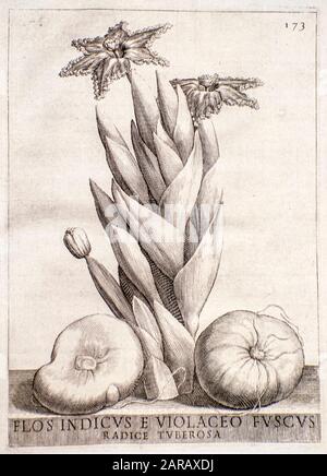 Kupferstich einer Ferraria crispa (schwarze Fahne) aus Südafrika. Gedruckt 1638 Stockfoto
