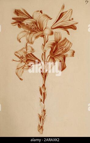 Lilium Candidum, (Madonnenlilie) Rote Kreide auf Papier von Nicolas Robert aus Sketchbook A am Jardin Du Roi, Paris c 1650 Stockfoto