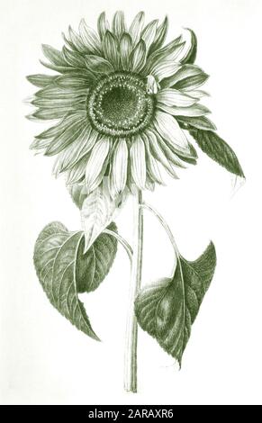 Digital verbessertes Bild eines Helianthus annuus, der gemeinsamen Sonnenblume von Nicolas Robert aus Sketchbook A am Jardin Du Roi, Paris c 1650 Stockfoto