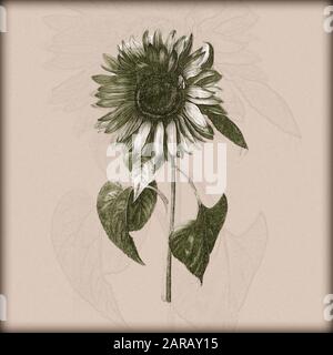 Digital verbessertes Bild eines Helianthus annuus, der gemeinsamen Sonnenblume von Nicolas Robert aus Sketchbook A am Jardin Du Roi, Paris c 1650 Stockfoto