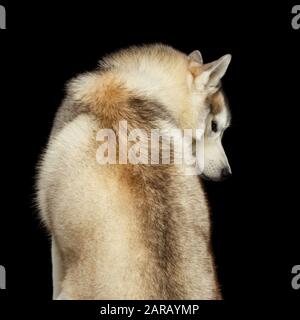 Der aus der Rückansicht Sitzende sibirische Husky-Hund Sieht wie ein Wolf auf Isoliertem schwarzem Hintergrund aus Stockfoto
