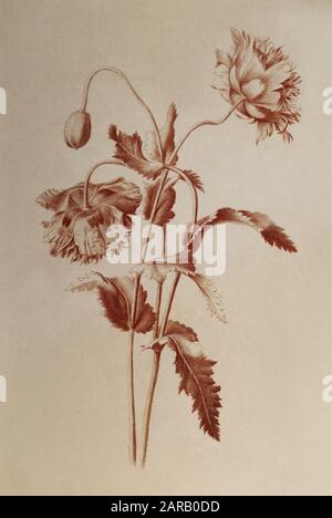 Papaver somniferum, (Opiummohn) Rote Kreide auf dem Papier von Nicolas Robert aus Sketchbook A am Jardin Du Roi, Paris c 1650 Stockfoto