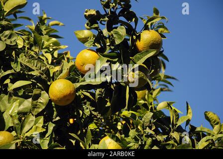 Unreife grüne Zitronen wachsen auf einem Baum in der Altstadt von Alcudia auf der spanischen Insel Mallorca. Stockfoto