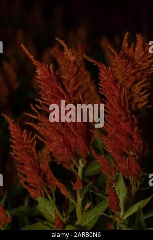 Schöne rote Celosia, Phurua, Celosia argentea L, Gekröpter Hahnenkamm, Celosia cristata Blume die Familie Amaranthacienae. Stockfoto