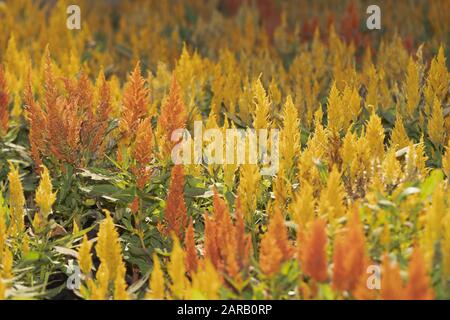 Schöne Orange Celosia, Phurua, Celosia argentea L, Geflumpter Hahnenkamm, Celosia cristata Blume die Familie Amaranthaceen. Stockfoto