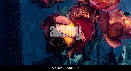 Getrocknete orange Rosen. Paar schöne blasse Blüten durch das Glas mit Regen fällt. Traurig liebe Konzept. Platz kopieren, grauer Hintergrund, getönt in blauer Farbe Stockfoto