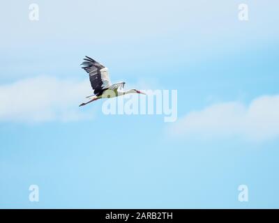 Weißstork in knapp, Großbritannien ( Ciconia ciconia ) Stockfoto