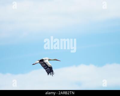 Weißstork in knapp, Großbritannien ( Ciconia ciconia ) Stockfoto