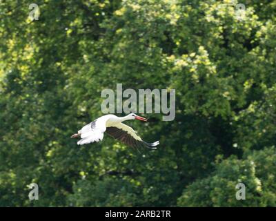 Weißstork in knapp, Großbritannien ( Ciconia ciconia ) Stockfoto
