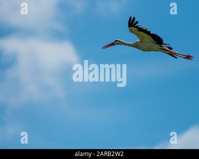 Weißstork in knapp, Großbritannien ( Ciconia ciconia ) Stockfoto