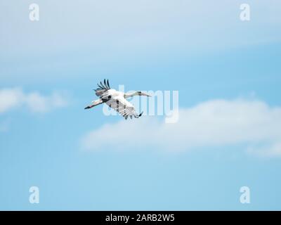 Weißstork in knapp, Großbritannien ( Ciconia ciconia ) Stockfoto