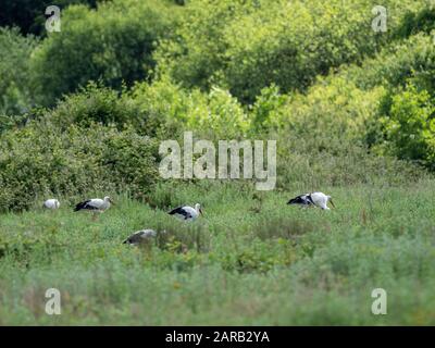 Weißstork in knapp, Großbritannien ( Ciconia ciconia ) Stockfoto