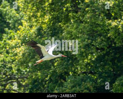 Weißstork in knapp, Großbritannien ( Ciconia ciconia ) Stockfoto