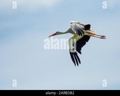 Weißstork in knapp, Großbritannien ( Ciconia ciconia ) Stockfoto