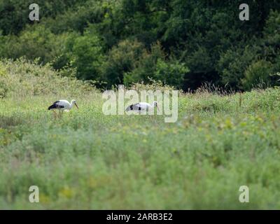 Weißstork in knapp, Großbritannien ( Ciconia ciconia ) Stockfoto