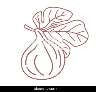 Isoliertes Design mit Feigenriss, Vektorgrafiken usw. Einzelne Feigenfrucht auf einem Ast mit auf weißem Grund isoliertem Blatt Stock Vektor