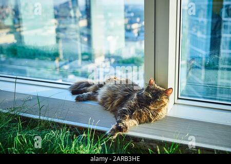 Die Katze liegt auf der Fensterbank in der Nähe des Fensters eines Wolkenkratzers und blickt in die Linse Stockfoto