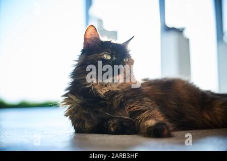 Trikolorkatze liegt vor dem Hintergrund eines Fensters auf dem Boden. Stockfoto