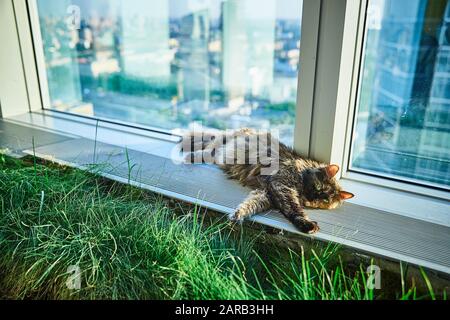 Die Katze liegt auf der Fensterbank in der Nähe des Fensters eines Wolkenkratzers Stockfoto