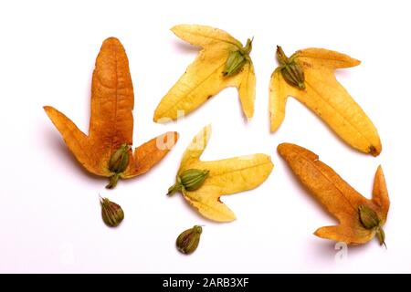 Häufig vorkommende, auf weißem Grund isolierte Hainbuchen-Samen Stockfoto