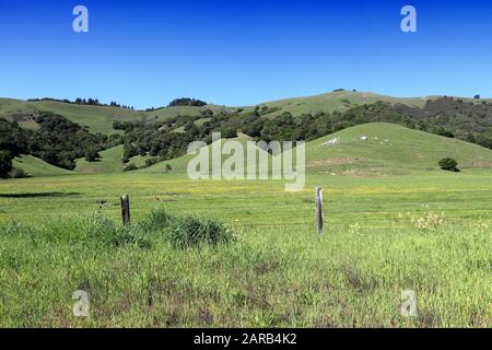 Ländliche Landschaft in Kalifornien - grüne Wiesen im Marin County. Stockfoto