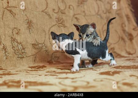 Zwei graue Sphinx-Kätzchen spielen miteinander Stockfoto