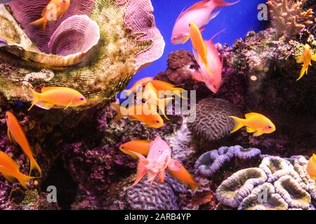 Sea goldie (Pseudanthias squamipinnis), auch bekannt als Lycendale Coralfish, Lycendale Anthias im Roten Meer Stockfoto