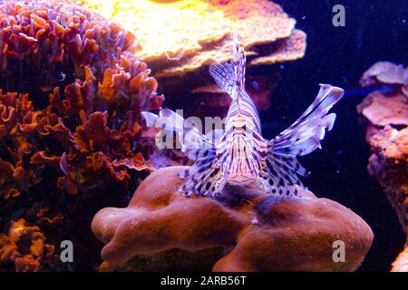 Devil Firefish Coral Reef das Rote Meer