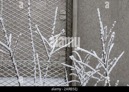Nahaufnahme der Strauchwölbe grau bedeckt mit Neuschnee auf dem Hintergrund des Hinterhofzauns bei leichtem Licht des bewölkten Wintermorgens. Stockfoto