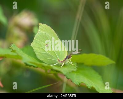 Brimstone Butterfly ( Gonepteryx rhamni ) versteckt sich auf einem Blatt. Stockfoto