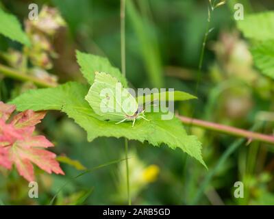Brimstone Butterfly ( Gonepteryx rhamni ) versteckt sich auf einem Blatt. Stockfoto