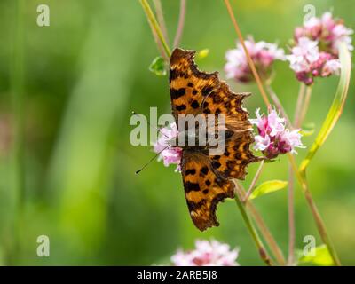 Comma Butterfly ( Polygonia c-Album ) Ruht Stockfoto