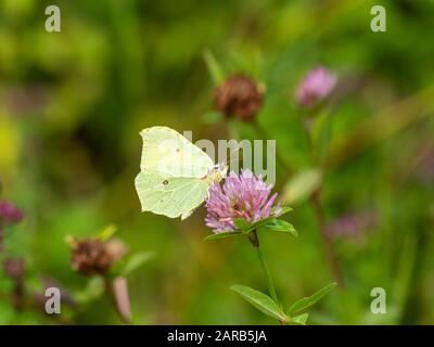 Brimstone Butterfly ( Gonepteryx rhamni ) auf Clover Stockfoto