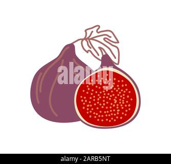 Zwei isolierte Feigen gestalten farbige Vektorgrafiken. Eine ganze und eine Hälfte frische Feigenfrüchte isoliert auf weißem Hintergrund Stock Vektor