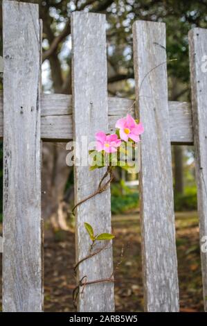 Holzfarmzaun mit blühendem Kriechgang. Stockfoto