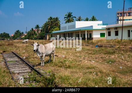 Die überwucherten Spuren der Nordlinie Kambodschas in Battambang Station. Gemüsebeete und Weidevieh beheimatet. Stockfoto